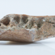 A mandible discovered at the site.